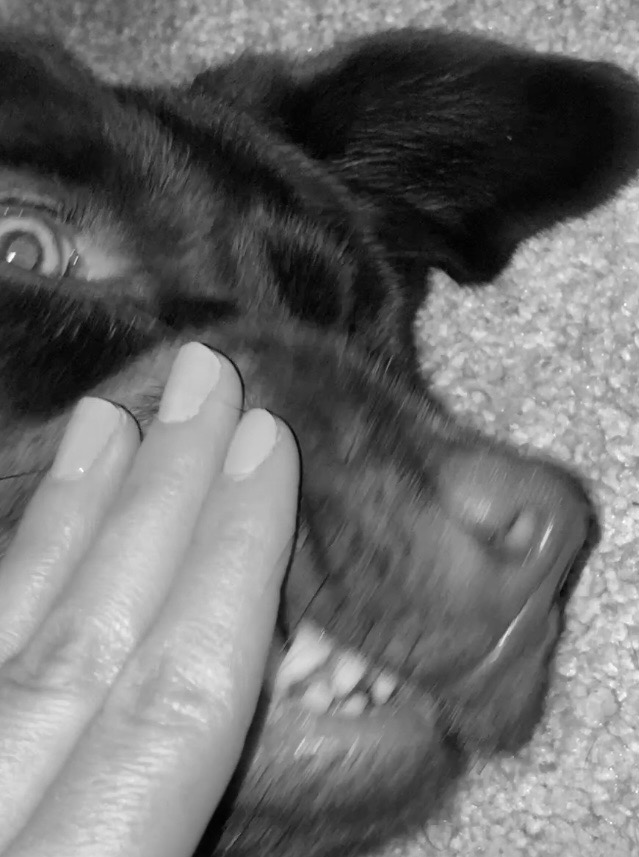 Foto von meinem Hund